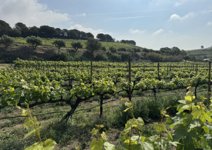 A TASTING OF MEDITERRANEAN LIFE