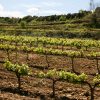 Vineyards of Catalonia