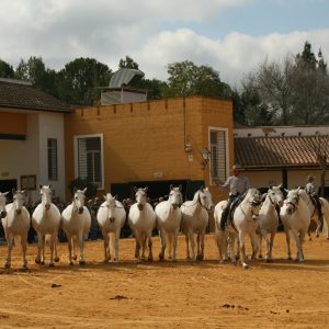 Cartujanos Horses