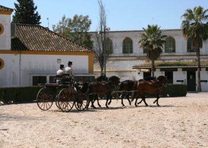 A tour to Jerez, horses and sherry
